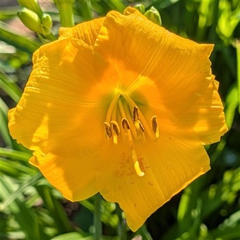Yellow Lollipop