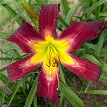 Aliens in the Garden