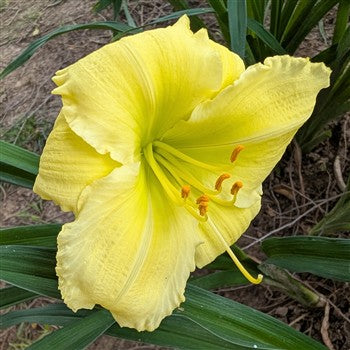 Beauty to Behold