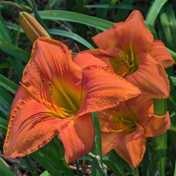 Orange Crown