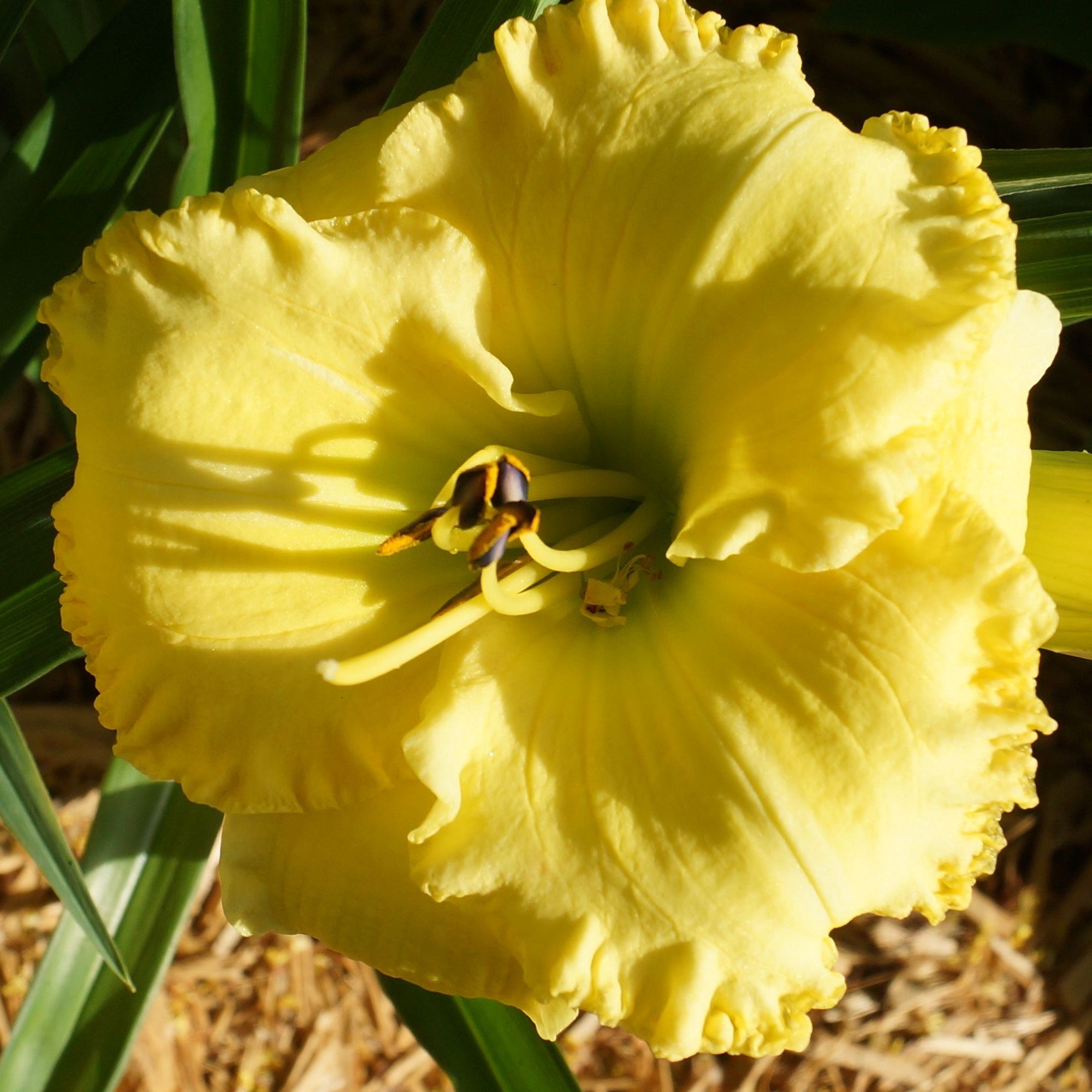 Perfect Pie-scrawny foliage