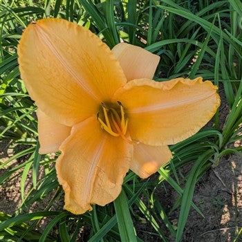 Ruffled Apricot