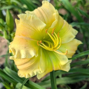 Texas Beautiful Bouquet