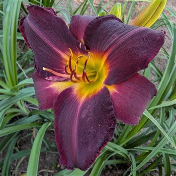 Tuscawilla Blackout