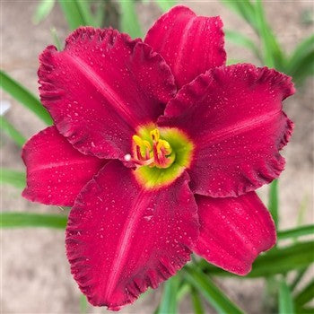 Woodside Ruby