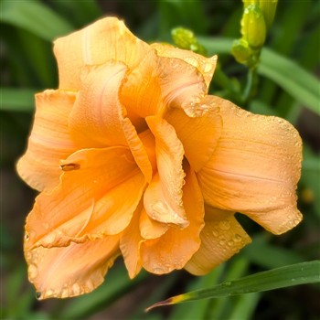 Zella Virginia