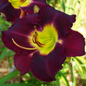 Bela Lugosi