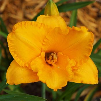 Orange Boheme