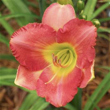 Painted Pink-young foliage with more fans