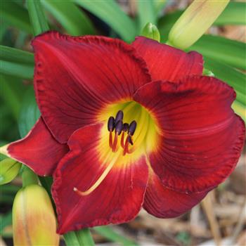 Scarlet Orbit